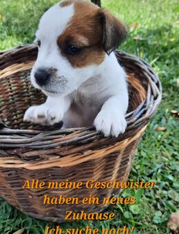 Jack Russel Rauhaar Terrier Welpen - Leibertingen