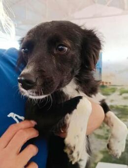 Chicca im städtischen Canile - Bad Vilbel