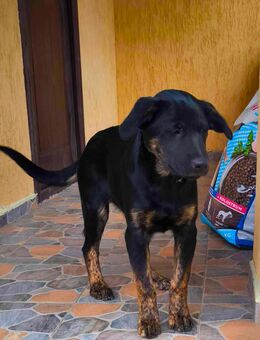 Lebensfrohe Matilda - Tholey