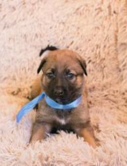 SNICKERS - bin gerne draußen mit dabei - Overath