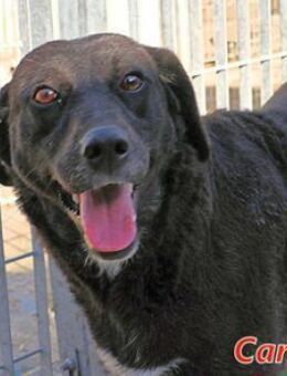 CARINA - schwarz und so hübsch - Regensburg