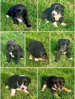 Süße Welpen suchen liebevolles Zuhause! - Höchstadt (Aisch)