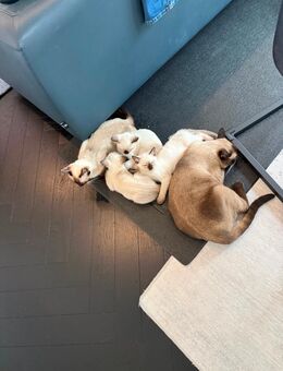 Reinrassige Siam Katzen - Sandstedt