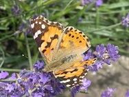 Gartenhilfe gesucht - Schifferstadt