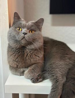 BKH Deckkater Reinrassig - Hainburg