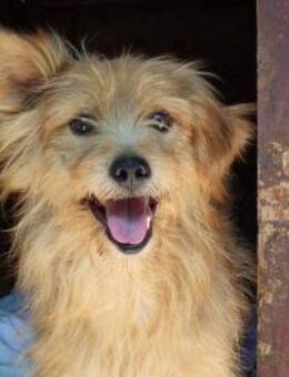 PABLO - herzlicher Senior <3 - Velbert