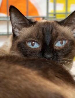 Pipa - Siamdame sucht Wohlfühlheim - Bad Camberg