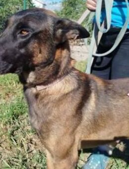 Barbate mag Menschen - Donaueschingen