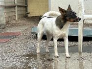 Von Tierschützern gerettet: Süße BONNIE - Büdingen