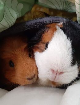 DAS IST IHR FAMILIENGLÜCKSPLATZ ZUM DARIN LEBEN - IHR NEUES HAUS! TEL.: 01714863595 - Zwickau