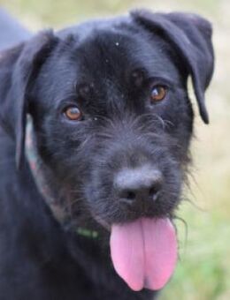 Kompot - liebt Menschen und Hunde - Lohmar