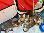 4 Kitten abzugeben - Bad Dürrenberg