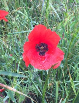 Roter Saatmohn Mohnsamen Gartenklassiker Bienen Mohnwiese Mohnpflanzen Mohn Saat-Mohn orange rote Blüten Feldrand sommerliche wildflower Blume Saatgut Geschenk flower SWR Blumenwiese - Pfedelbach