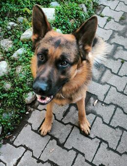 Schäferhundrüde, 3 Jahre alt, sucht neues zu Hause - Burgkirchen (Alz)