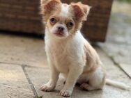 Chihuahua 16 Wochen - Waging (See)
