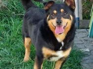 Pino - bezaubernder Bub sucht DIch/Euch - Höchst (Odenwald)