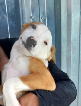 Milu und 4 Geschwister suchen Ho - Ludwigshafen (Rhein)