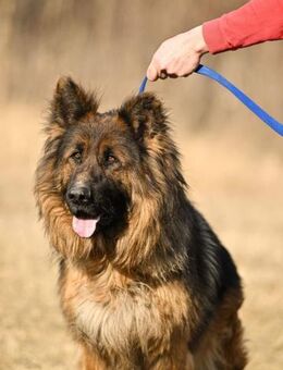 Mister Max, sanfter Rüde, ca. 4 Jahre - Vaterstetten