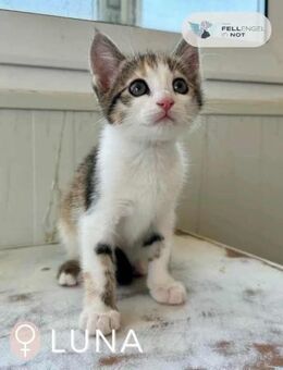 Little Luna, liebevolle Schmusekatze, ca - Vaterstetten