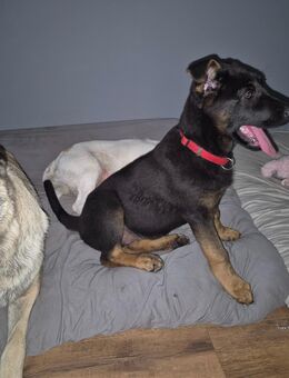 Schäferhundmixwelpe weiblich - Pyrbaum
