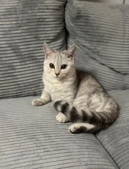 BKH Kitten 7 Monate ( Mila ) - Mayen