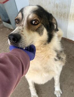 Simba - wunderschön - Dreikirchen