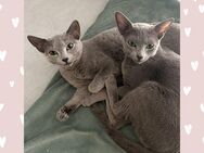 2 Russisch Blau Katerchen abgabebereit - Neumarkt (Oberpfalz)