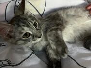 Main coon Mix Weibchen - Recklinghausen