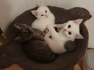 BKH türkisch angora Mix suchen ein Zuhause - Düsseldorf