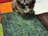 Shih tzu Welpe 3 Monate alt - Warberg