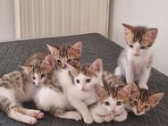 Bengal Mix Kitten - Ennigerloh