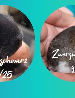 Zwergwidder Böckchen geb 4.7. Abgabe 4.9. - Moschheim