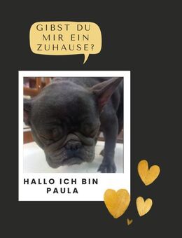 PAULA PP Sanftes Mädchen sucht Liebe - Neustadt (Rübenberge)