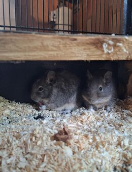 3 Degus weiblich mit Stall und Zubehör - Tornesch
