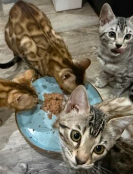 Bengal Kitten - Bremen
