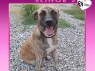 🧡 ELINOR 2 - SUCHST DU VIELLEICHT MICH? - Alfeld (Leine)