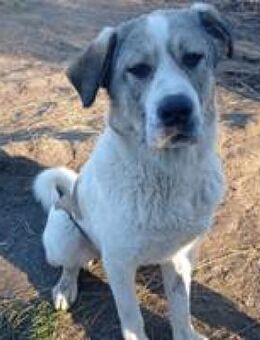 Riley toller großer Rüde - Hüllhorst