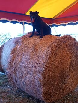 Schäferhund-Labrador-Mischlingshündin - Kelkheim (Taunus)