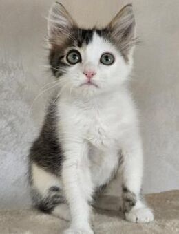 Katerchen Topolino möchte Dich erobern - Lalendorf