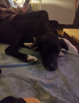 Labrador Akita Mix mädchen - Hof