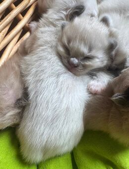 Reinrassige Ragdoll kitten - Könnern