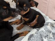 Chihuahua Welpen zu verkaufen - Pforzheim