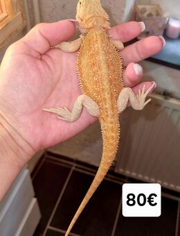 Farbbartagame Jungtiere ( pogona vitticeps) NZ 06 2025 nur noch 4 Stück - Offstein