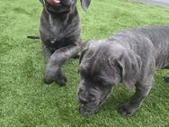 Cane Corso Welpen abgabebereit - Haiger
