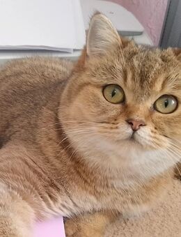 BkH Schmuse Bärchen (kastriert) in liebevolle Hände abzugeben - Berlin Friedrichshain-Kreuzberg