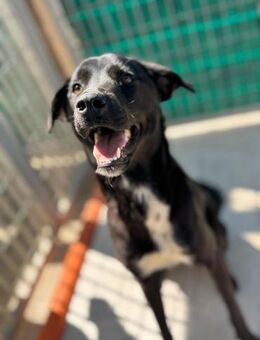 Cloe wartet im Tierheim - Köln