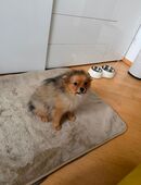 Zauberhafte Pomeranian-Hündin sucht liebevolles Zuhause in 89250
