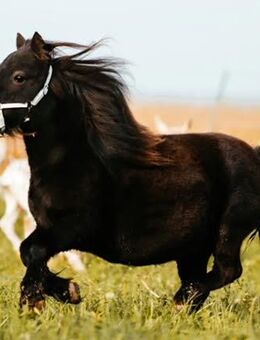 OSTWIND - 100% reine engl. BIRLING Abstammung Mini Shetland - Traumstute in Sonderfarbe Smoky Black - Felsberg