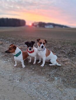 Wurfankündigung: Jack Russel Terrier Welpen - Dietersburg