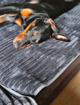 Dobermann Junghund 7.Monate - Schönwalde-Glien